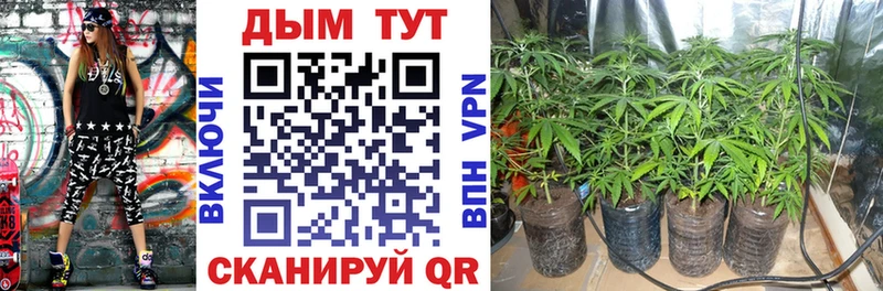 купить  сайты  Брянск  Шишки марихуана индика 
